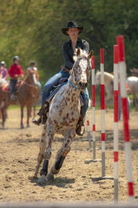 Riding horses, Kolarovo, Southern Slovakia