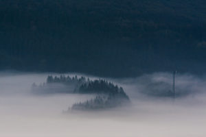 foggy and misty trees